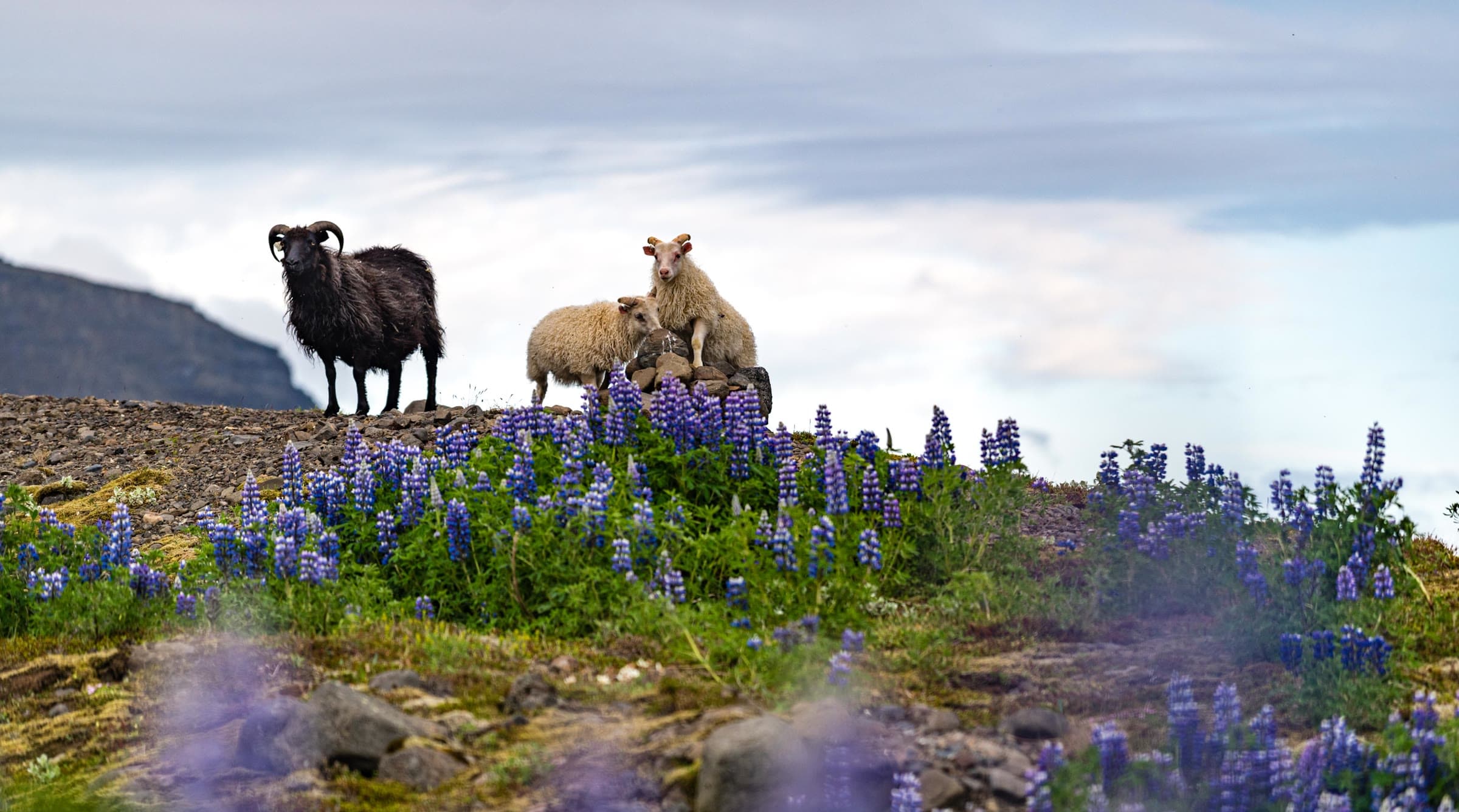 Islandia